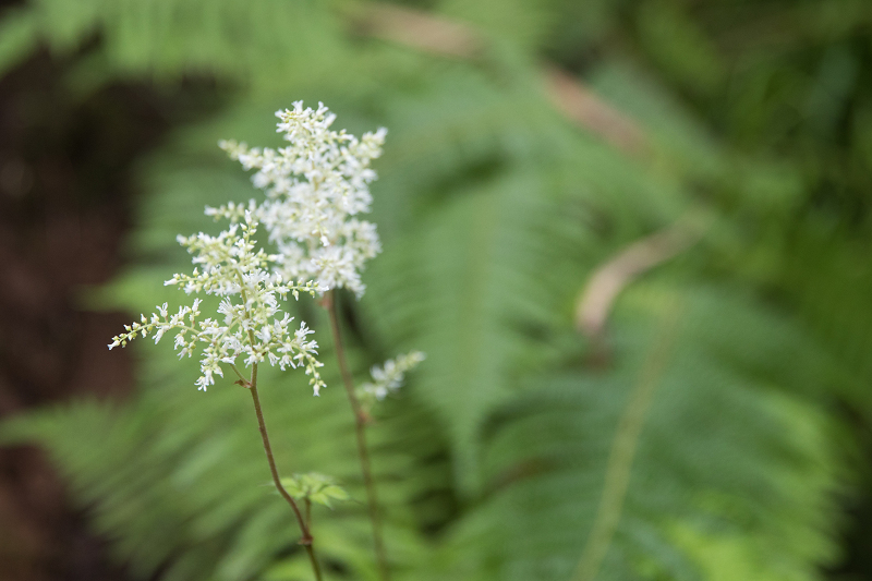 AO5A2084-1r.jpg