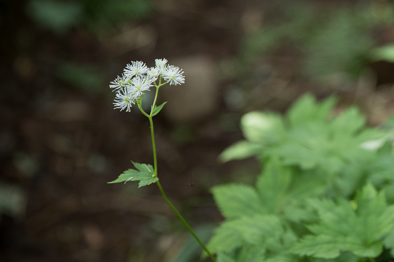 AO5A2089-1r.jpg