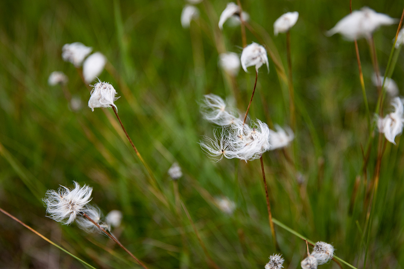 AO5A2184-1r.jpg