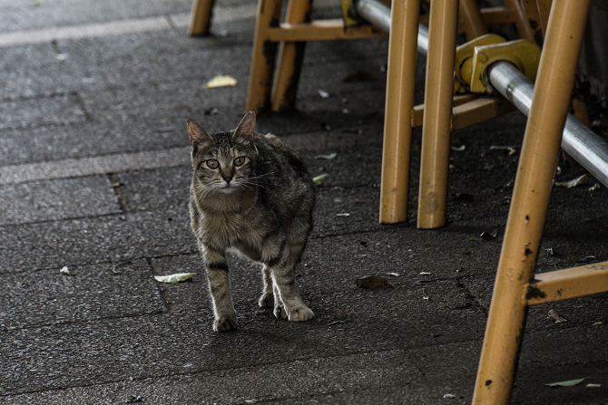 DSC00420-1s.jpg