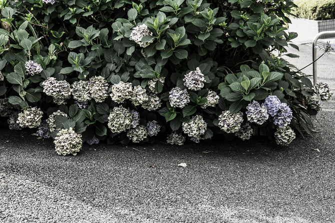 DSC00444-1s.jpg