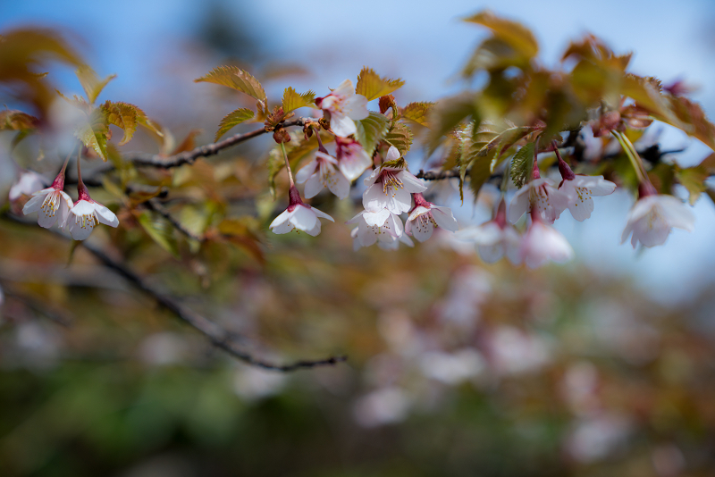 DSC03256-1s.jpg
