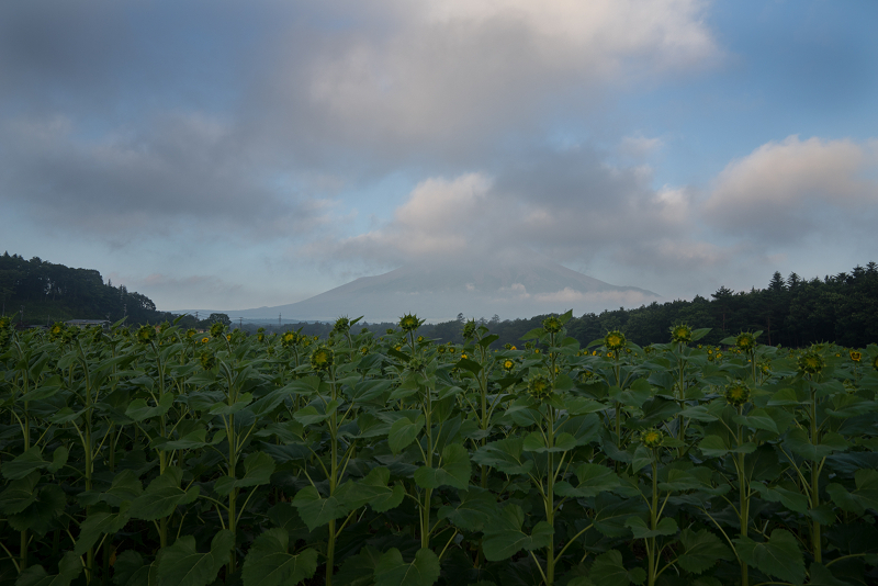 DSC06563-1s.jpg