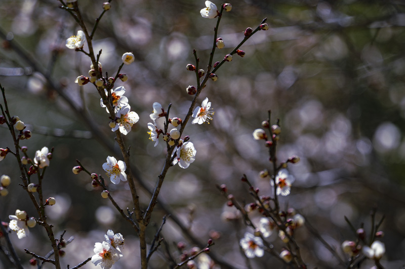 DSC07275.jpg