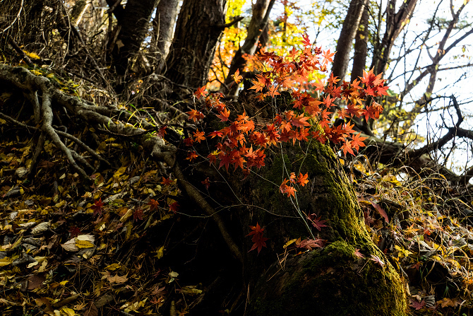 DSC08547-1s.jpg