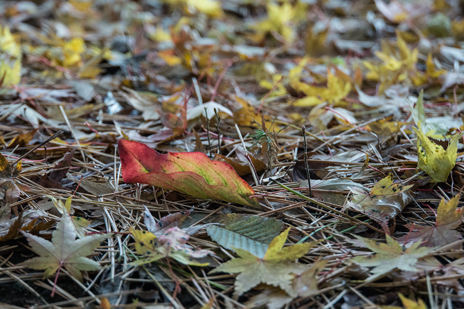 DSC08575-1s.jpg