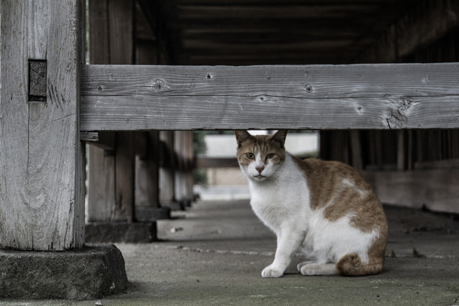 DSC08580-1s.jpg