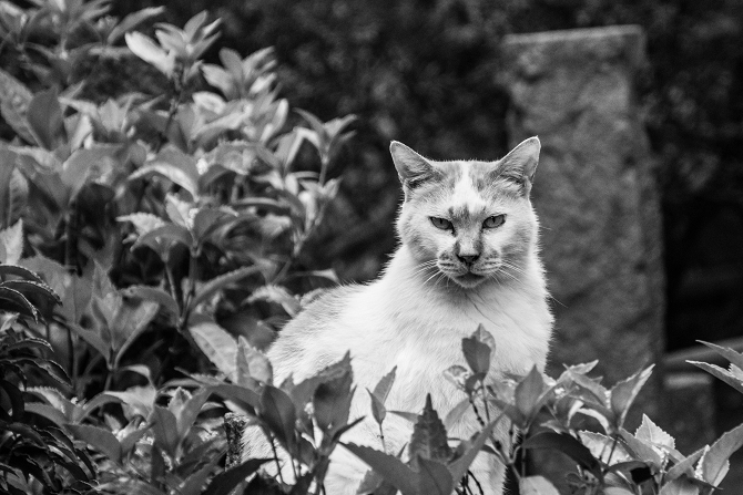 DSC08582-1-2s.jpg