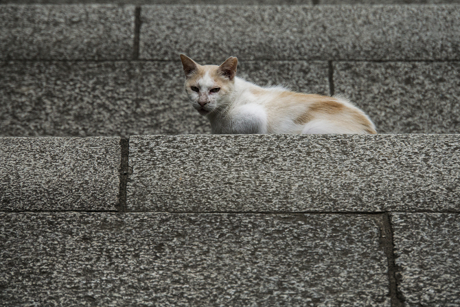 DSC08615-1s.jpg