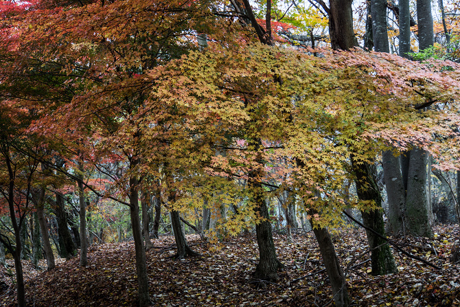 DSC08671-1s.jpg
