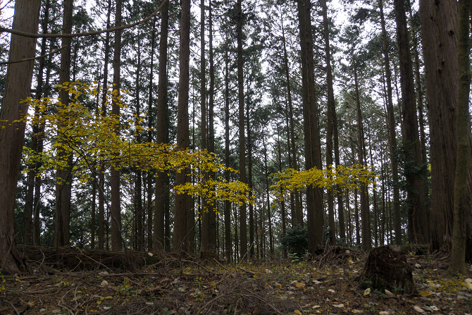 DSC08693-1s.jpg