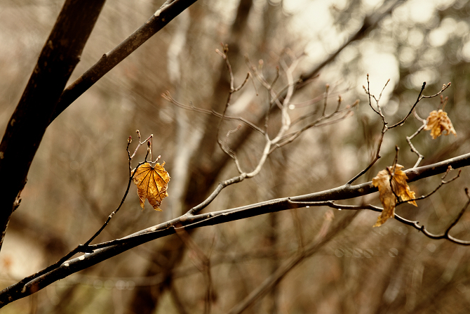 IMG_7969-Edit-1s.jpg