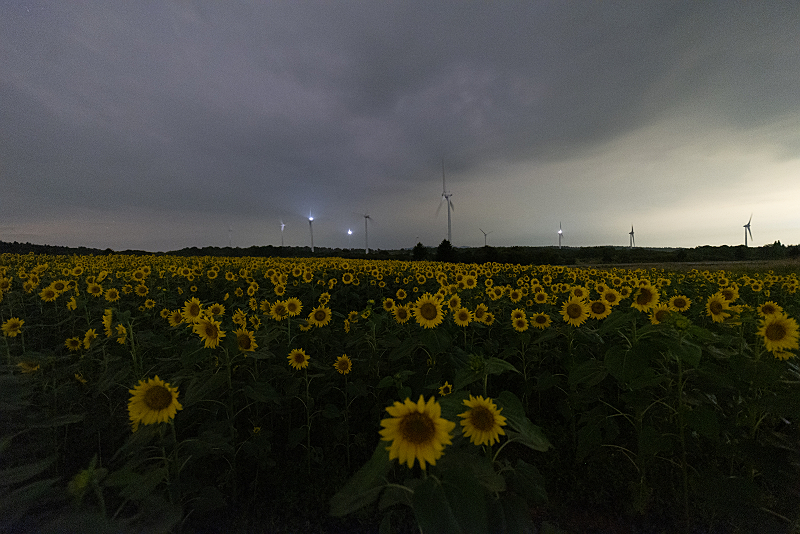 s81A_0406.jpg