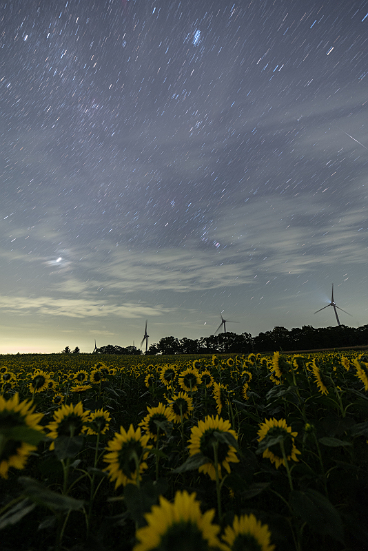 s81A_0445.jpg