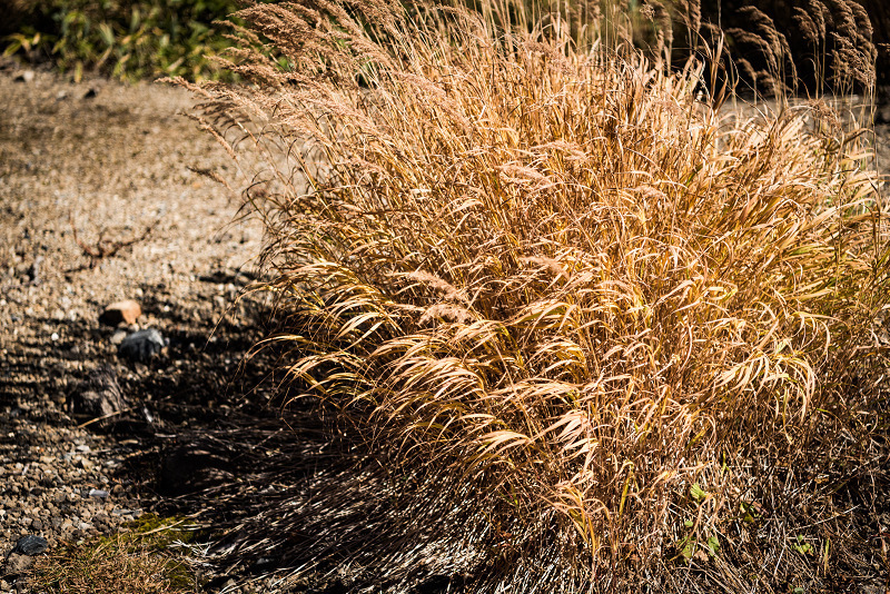 sDSC_3740-1.jpg