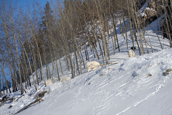 7C201263.jpg